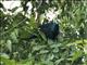 White-faced Cuckoo-Dove (Turacoena manadensis)