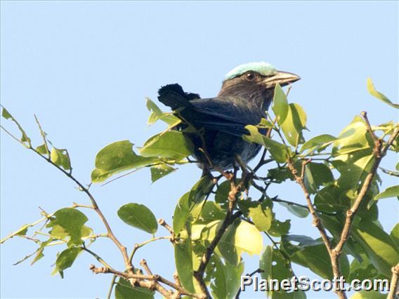 Purple-winged Roller (Coracias temminckii)