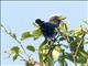 Purple-winged Roller (Coracias temminckii)