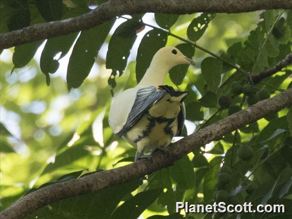 Silver-tipped Imperial-Pigeon (Ducula luctuosa)