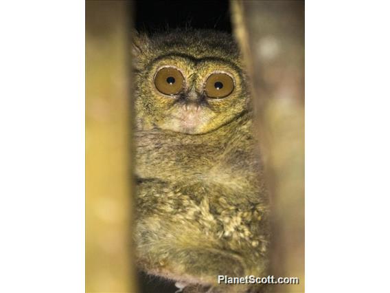 Spectral Tarsier (Tarsius spectrum)