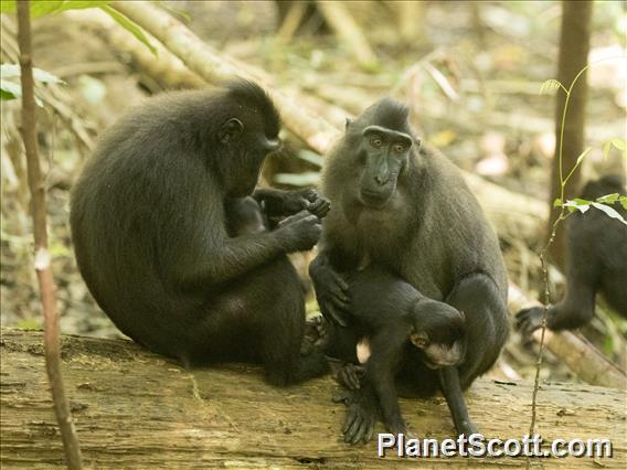 Celebes Crested Macaque (Macaca nigra)