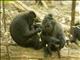 Celebes Crested Macaque (Macaca nigra)