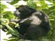 Celebes Crested Macaque (Macaca nigra) - Male