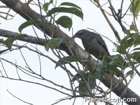 Sulawesi Cicadabird (Edolisoma morio)