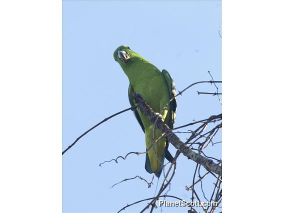 Golden-mantled Racquet-tail (Prioniturus platurus)