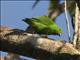 Sulawesi Hanging-Parrot (Loriculus stigmatus)