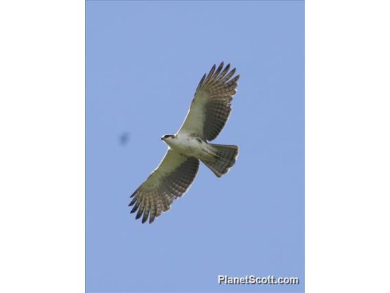 Rufous-bellied Eagle (Lophotriorchis kienerii)