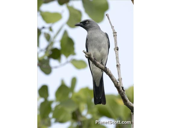 White-rumped Cuckooshrike (Coracina leucopygia)