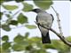 White-rumped Cuckooshrike (Coracina leucopygia)