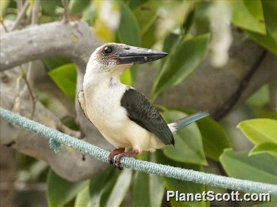 Great-billed Kingfisher (Pelargopsis melanorhyncha)