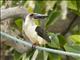 Great-billed Kingfisher (Pelargopsis melanorhyncha)