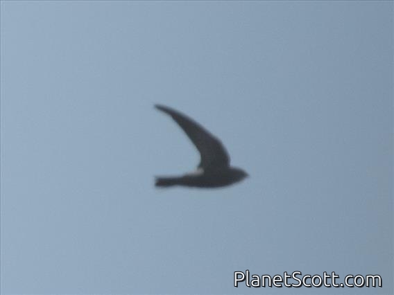 House Swift (Apus nipalensis)