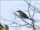 Metallic Starling (Aplonis metallica)