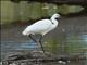 Little Egret (Egretta garzetta)