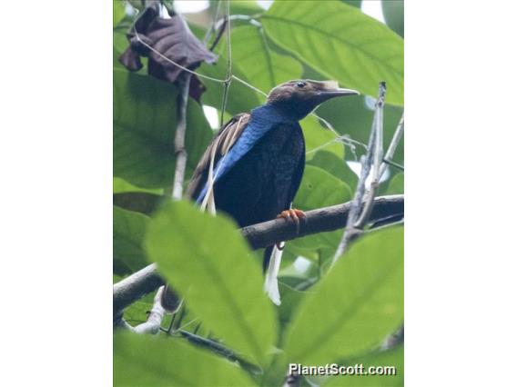 Standardwing Bird-of-Paradise (Semioptera wallacii)