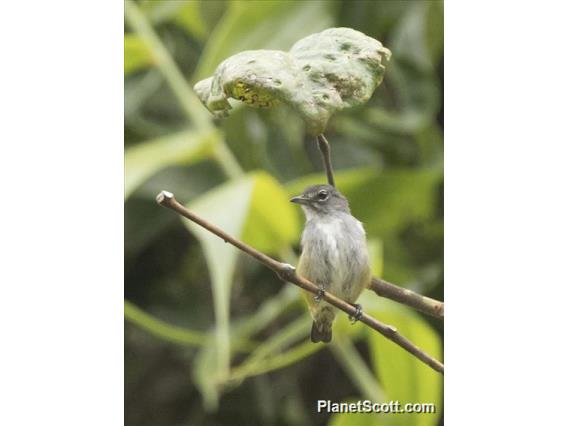 Halmahera Flowerpecker (Dicaeum schistaceiceps)