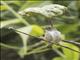 Halmahera Flowerpecker (Dicaeum schistaceiceps)