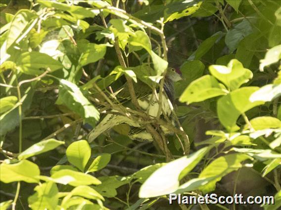 Superb Fruit-Dove (Ptilinopus superbus)