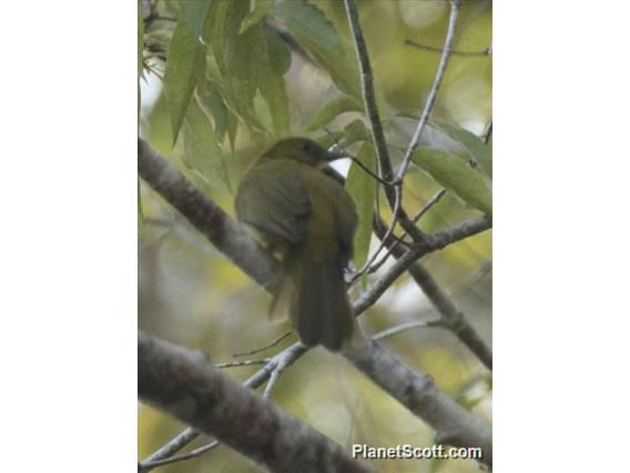 Halmahera Golden-Bulbul (Hypsipetes chloris)