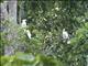 White Cockatoo (Cacatua alba)