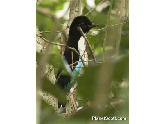 Ivory-breasted Pitta (Pitta maxima)