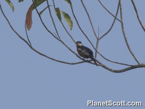 Rufous-bellied Triller (Lalage aurea)