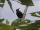 Metallic Starling (Aplonis metallica)