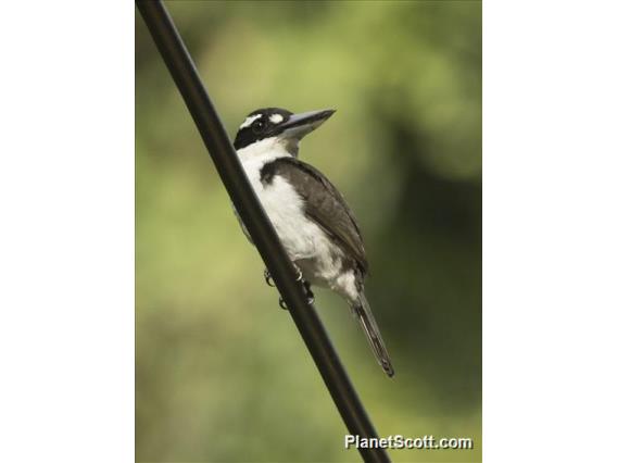 Sombre Kingfisher (Todiramphus funebris)