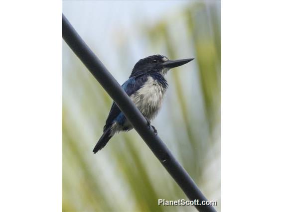 Blue-and-white Kingfisher (Todiramphus diops)