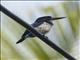 Blue-and-white Kingfisher (Todiramphus diops)