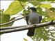 Spectacled Imperial-Pigeon (Ducula perspicillata)