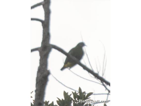 Gray-headed Fruit-Dove (Ptilinopus hyogastrus)