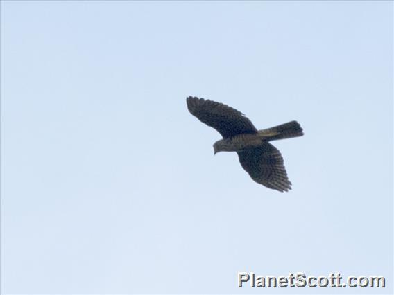 Variable Goshawk (Tachyspiza hiogaster)