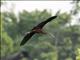 Glossy Ibis (Plegadis falcinellus)