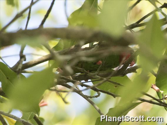 Red-flanked Lorikeet (Hypocharmosyna placentis)