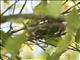 Red-flanked Lorikeet (Charmosyna placentis)