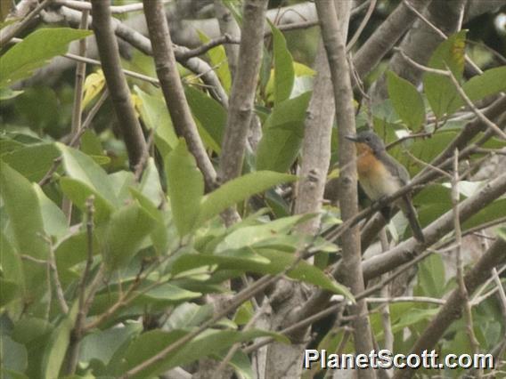 Moluccan Flycatcher (Myiagra galeata)