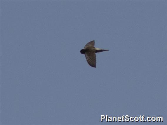 Moluccan Swiftlet (Aerodramus infuscatus)