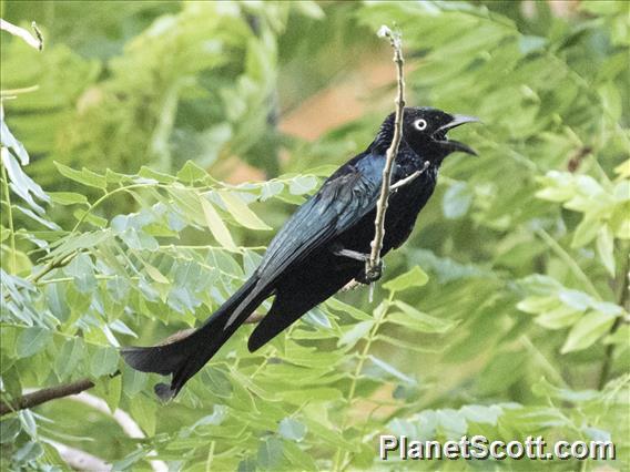 Hair-crested Drongo (Dicrurus hottentottus)