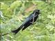 Hair-crested Drongo (Dicrurus hottentottus)