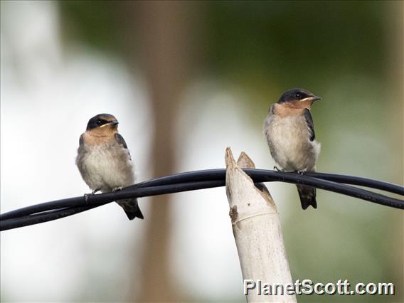 Pacific Swallow (Hirundo javanica)