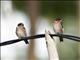 Pacific Swallow (Hirundo javanica)