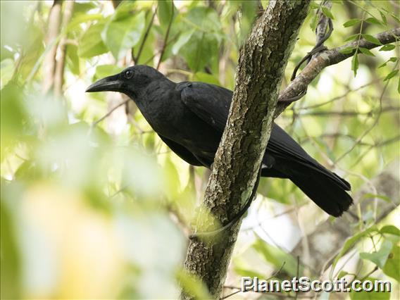 Sulawesi Crow (Corvus celebensis)