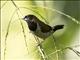 Black-faced Munia (Lonchura molucca)