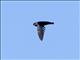 Glossy Swiftlet (Collocalia esculenta)