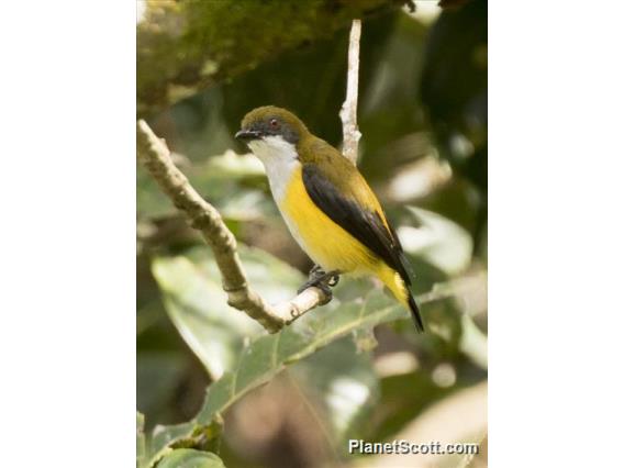 Yellow-sided Flowerpecker (Dicaeum aureolimbatum)