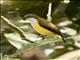 Yellow-sided Flowerpecker (Dicaeum aureolimbatum)