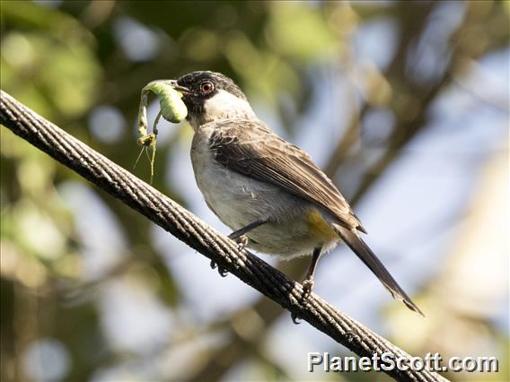 Sooty-headed Bulbul (Pycnonotus aurigaster)