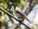 Sooty-headed Bulbul (Pycnonotus aurigaster)